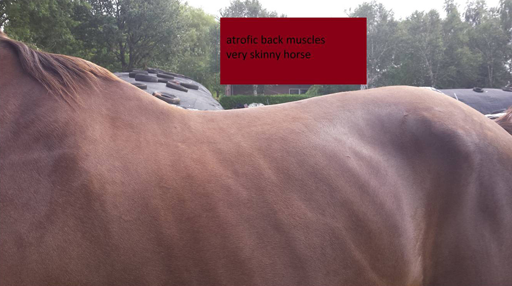 Voeding en algemene gezondheid van het paard