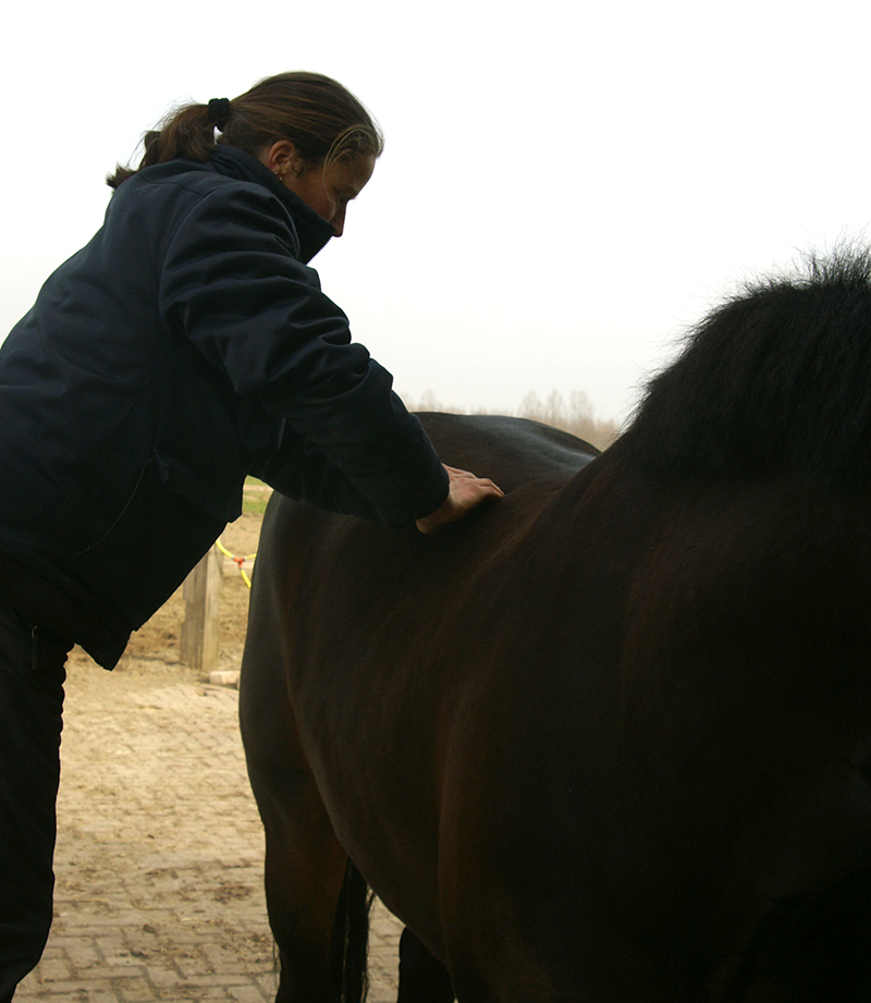 Linda van Diepen, Horse in Motion